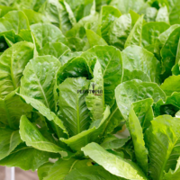 graines de Laitue romaine dhiver pour jardinage urbain en pot et pleine terre au Maroc - Plantopia