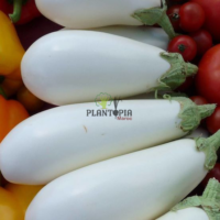 بذور زراعية باذنجان ابيض كبير من نيو يورك في المغرب للزراعة المنزلية - Plantopia Maroc