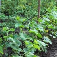 Ahley cucumber seeds in Morocco by Plantopia Maroc - Vente de graines & semences de concombre Ashley