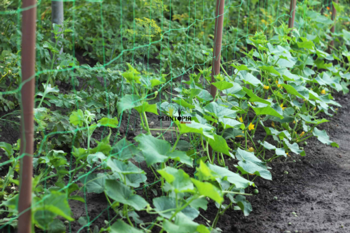 Ahley cucumber seeds in Morocco by Plantopia Maroc - Vente de graines & semences de concombre Ashley