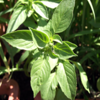 Basilic Citron au Maroc - Plantopia Maroc - بذور حبق بازيليك رائحة الحامض في المغرب للزراعة المنزلية