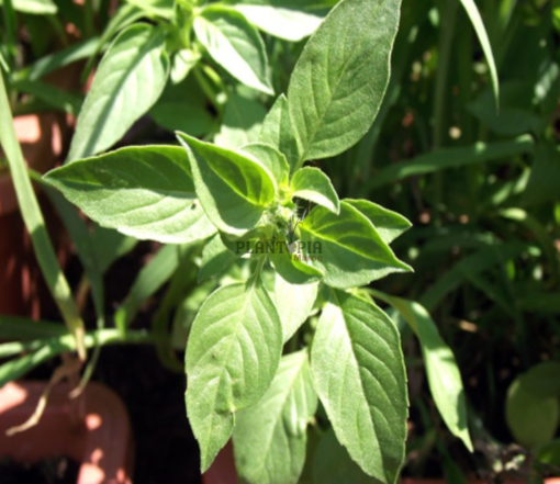 Basilic Citron au Maroc - Plantopia Maroc - بذور حبق بازيليك رائحة الحامض في المغرب للزراعة المنزلية