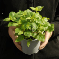 Culture de melisse aroamtique en pot au Maroc - Plantes aroamtiques et medicinales chez Plantopia MAroc