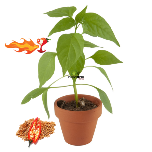 Culture de piment en pot au Maroc - Kit Le Pimenté avec graines de piment fort et pot terre cuite et terreau