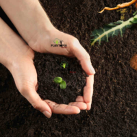 Engrais bio organique a base algues marines fermentes pour fertilisation des plantes - Plantopia Maroc