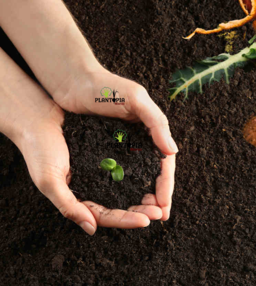 Engrais bio organique a base algues marines fermentes pour fertilisation des plantes - Plantopia Maroc
