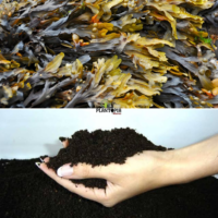 Fermentation algues marines pour engrais organniques de plantes - Plantopia Maroc