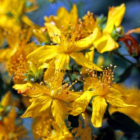 Fleur de millepertuis herbe de saint jean à Agadir Tiznit Taroudant Guelmim Laayoun Dakhla Essaouira SAfi
