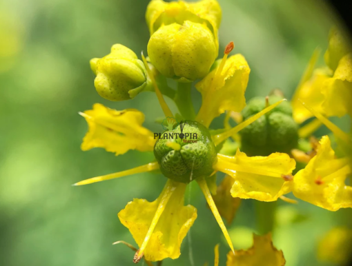 Floraison Rue des jardins - Fleur rue officinale - Graines Rue aromatique et medicinale au Maroc