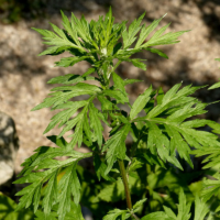 Graines artemisia vulgaris - Graines armoise commune à Dakhla Laayoune Mohammedia Tetouan Nador Temara