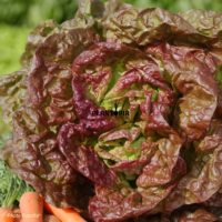 Graines bio de salade laitue merveille beurre 4 saisons à Casablanca Bouskoura MArrakech Rabat Temara Kenitra