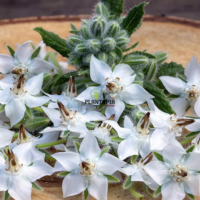 Graines de bourrache fleur blanche à Zagora Errachidia Tiznit Taroudant Agadir Laayoune Dakhla Essaouira Safi