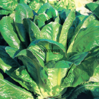 Graines de salade Laitue romaine large oreille de mulet à Tiznit Taroudant Dakhla Laayoune Settat Berrechid