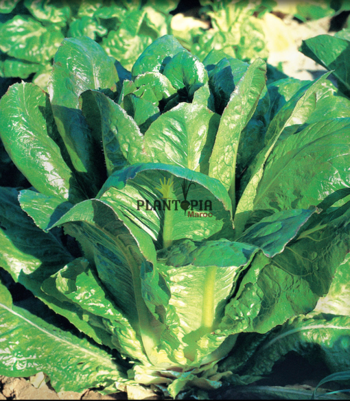 Graines de salade Laitue romaine large oreille de mulet à Tiznit Taroudant Dakhla Laayoune Settat Berrechid