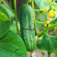 Graines et emences pour potager et ferme de concombre Ashley à Fes Meknes Tetouan nador Safi Essaouira