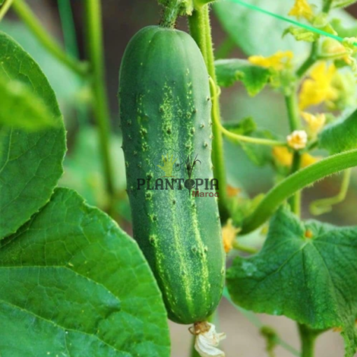 Graines et emences pour potager et ferme de concombre Ashley à Fes Meknes Tetouan nador Safi Essaouira