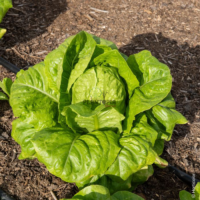 Graines et semences BIO de salade laitue romaine blonde à casablanca bouskoura rabat marrakech agadir sale