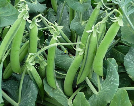Graines & semence Pois bio à rames Rondo à Marrakech Casablanca Bouskoura Oujda Kenitra Temara Sale Fes