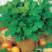 Graines & semences armoise commune artemisia à Casablanca Rabat Marrakech Bouskoura Tanger Agadir Fes