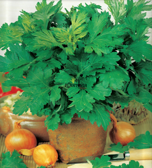 Graines & semences armoise commune artemisia à Casablanca Rabat Marrakech Bouskoura Tanger Agadir Fes