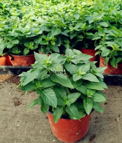 Graines & semences de basilic citronné à Casablanca Bouskoura Ranat Oujda Temara Kenitra Marrakech Fes Sale