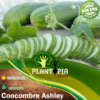 Graines & semences de concombre Ashley - Plantopia Maroc