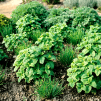 Graines & semences de mélisse pour potager marocain et infusion chez Plantopia MAroc