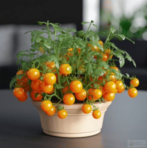 Graines tomate cerise jaune en pot à Settat Berrechid Jadida Safi Essaouira Laayoune Ourika