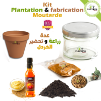 Kit coffret graine de moutarde - pot de semis - terreau semis - curcuma - pot semis - Plantopia Maroc