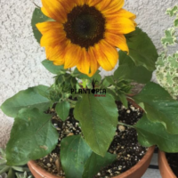 Kit culture plantation et semis de tournesol - Plantopia Maroc