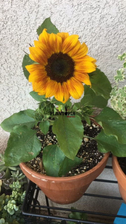 Kit culture plantation et semis de tournesol - Plantopia Maroc