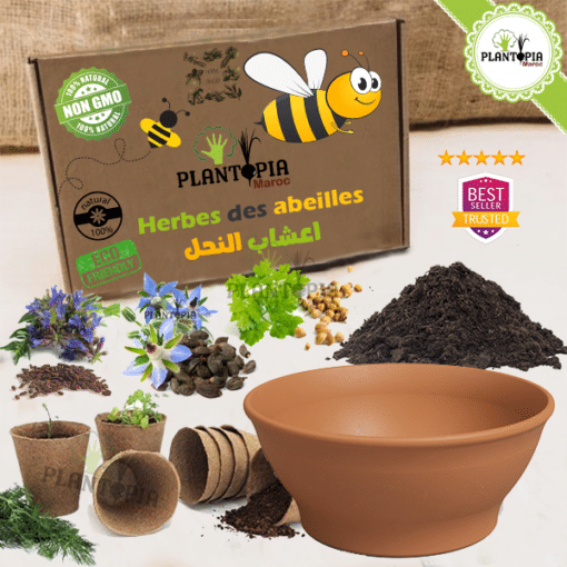 Kit plantation semis Herbes des abeilles avec graines et pots biodegradables et pot terre cuite - Plantopia Maroc