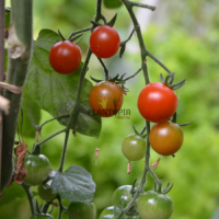 Kit plantation tomate cerise pour enfants & adultes - Plantopia Maroc