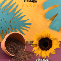 Kit semis Tournesol par Plantopia Maroc à casablanca rabat bouskoura temara kenitra mehdia sale fes tanger