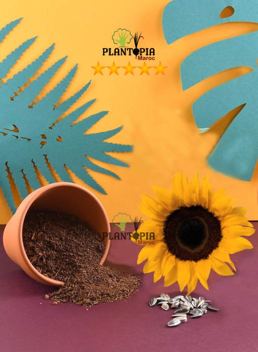 Kit semis Tournesol par Plantopia Maroc à casablanca rabat bouskoura temara kenitra mehdia sale fes tanger