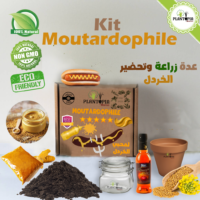 Kit semis et plantation Moutardophile pour fabrication de moutarde - Plantopia Maroc