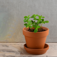 Kit semis & plantation de tournesol geant - Plantopia Maroc