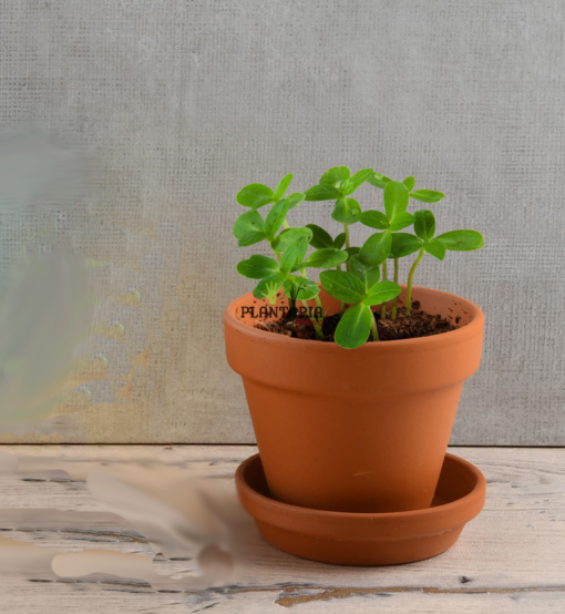 Kit semis & plantation de tournesol geant - Plantopia Maroc