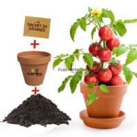 Kit semis tomate cerises avec graines et pot et terreau par Plantopia Maroc à Casablanca Oujda Rabat Bouskoura