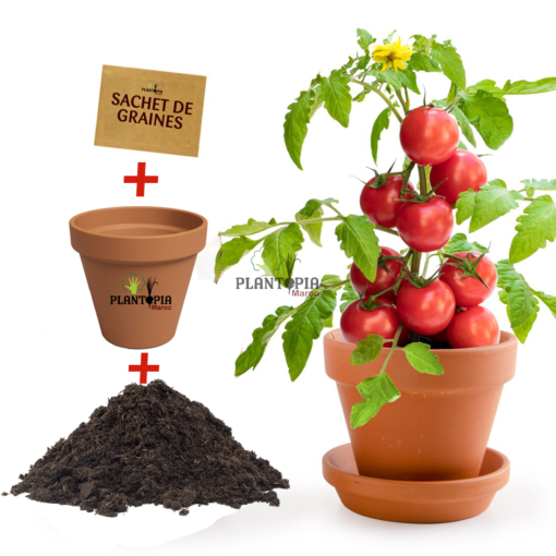 Kit semis tomate cerises avec graines et pot et terreau par Plantopia Maroc à Casablanca Oujda Rabat Bouskoura