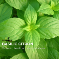 Meilleur site de vente des graines & semences de Basilic Citron au Maroc - Plantopia Maroc Graineterie