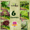 Pack de 6 sachets de graines de salade laitue - Pack Laitutopia - Plantopia Maroc
