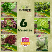 Pack de 6 sachets de graines de salade laitue - Pack Laitutopia - Plantopia Maroc