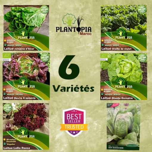 Pack de 6 sachets de graines de salade laitue - Pack Laitutopia - Plantopia Maroc