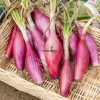 Panier Oignon long rouge de Florence - Plantopia Maroc