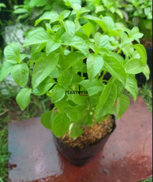 Plant de basilic citron et graines en vente à Dakhla Laayoune Settat Berrechid Ait Ourir Ourika Tanger Agadir