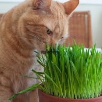 Plante pour chat au Maroc - Kit plantation herbe à chat avec graines à Bouskoura Tanger Agadir Fes Oujda Settat