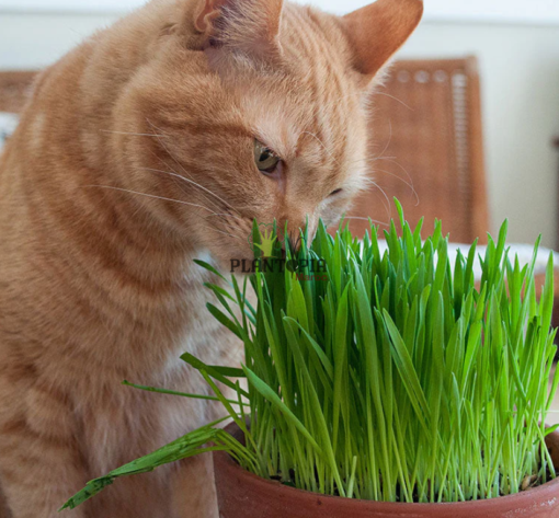 Plante pour chat au Maroc - Kit plantation herbe à chat avec graines à Bouskoura Tanger Agadir Fes Oujda Settat