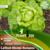 Sachet de graines et semences BIO de laitue romaine blonde - Plantopia Maroc
