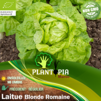 Sachet de graines et semences BIO de laitue romaine blonde - Plantopia Maroc